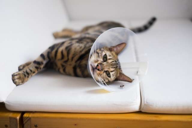 猫の歯茎が腫れている場合