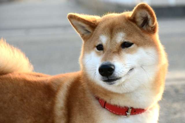 犬の歯茎が腫れている場合